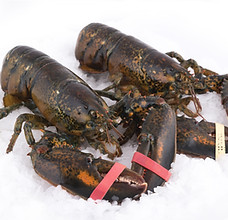 Lobster