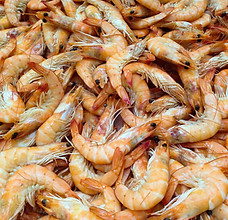 Prawns