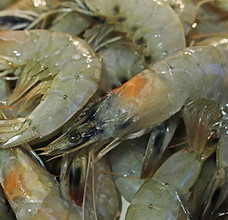 Grey Shrimps
