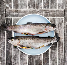 Sea Bass